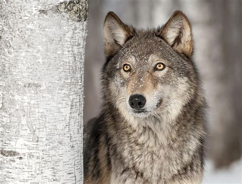 The Gray Wolf Animals Of North America Worldatlas