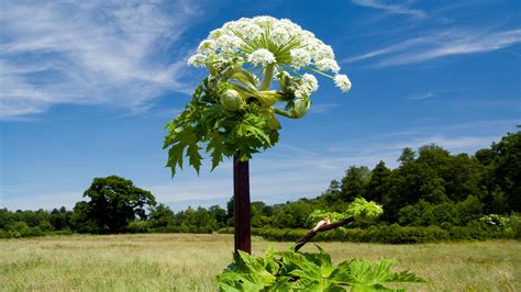 Giant Hogweed The Facts Woodland Trust