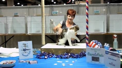 Tica Annual Cat Show Youtube