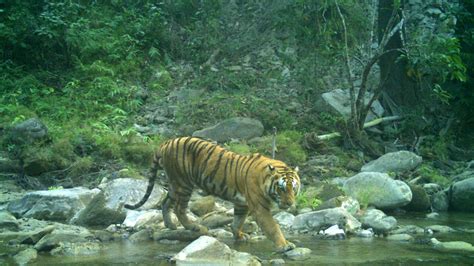The Tiger Population In Nepal Has Nearly Doubled Since