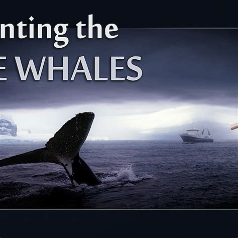 A Whale Of A Tale — Australian Antarctic Program News 2012