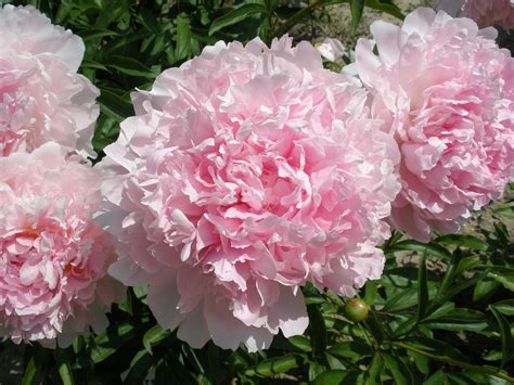 peony hermoine beautiful flowers garden peonies and hydrangeas beautiful pink flowers