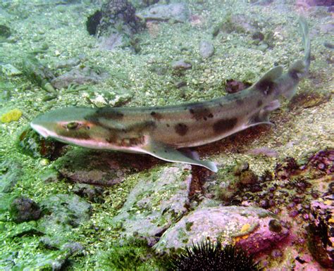 Scyliorhinidae Cat Sharks Wildlife Journal Junior