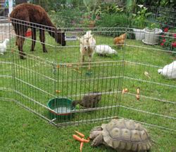 Our mobile animals petting zoo is awesome addition to any birthday 🎂 party or special event 🧬. Petting Zoos | Petting zoo party, Mobile petting zoo ...