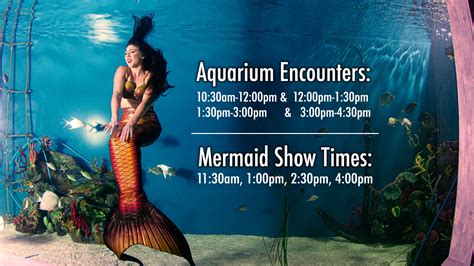 Mertailors Mermaid Aquarium Encounter Mermaid Shows And Educational
