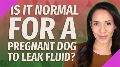 What Does It Mean When Your Pregnant Dog Has Clear Discharge