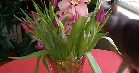 Cymbidium Orchids And Tulips Album On Imgur