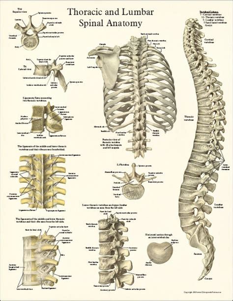 Cervical Spine Diagnosis Anatomy Poster Clinical Charts And Supplies