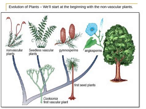 3 Divisions Of Non Vascular Non Seed Plants Scientific Names