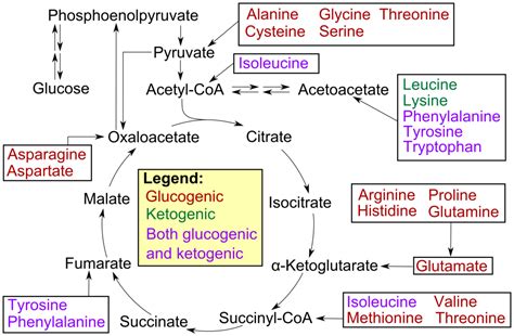 If you want to take it beyond three days, below you’ll find seven days of meal planning you can use for inspiration to start your new ketogenic diet. Determination of an unknown amino acid from a titration