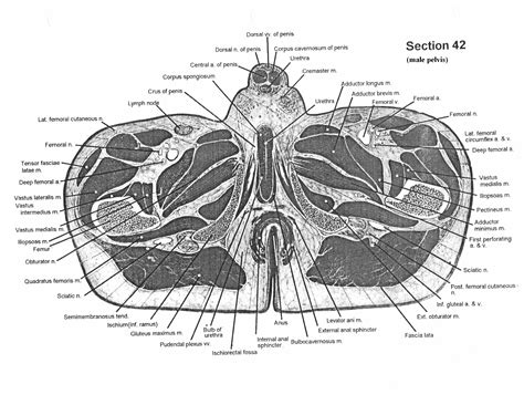 Cross Section Anatomy