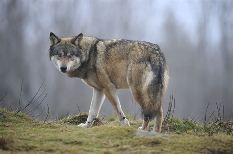 Le Loup Gris Européen Loups De Chabrières