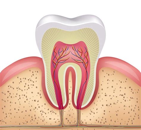 Pérdida Del Nervio Dental En Qué Consiste Y Cuál Es El Tratamiento
