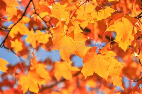 Vibrant Color Of Fall Foliage In Seattle Washington Usa Stock Image