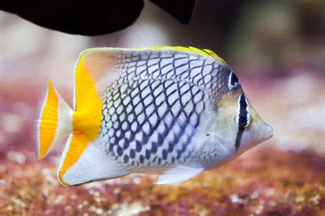 Pearlscale Butterflyfish Chaetodon Xanthurus Stock Photo Image Of