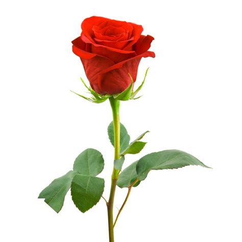 Buy And Send Single Red Rose Long Stem To Uganda Kampala Online