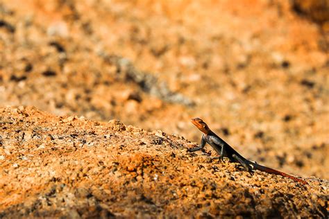 Red Head Lizard Spitzkoppe Namibia Kerry Bellerose Flickr
