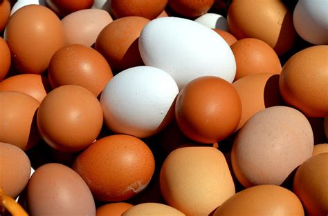Nutritional Value Of Pastured Eggs Vs Regular Eggs