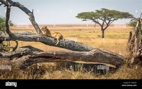 Lioness Resting On A Tree At Serengeti National Park Tanzania Stock