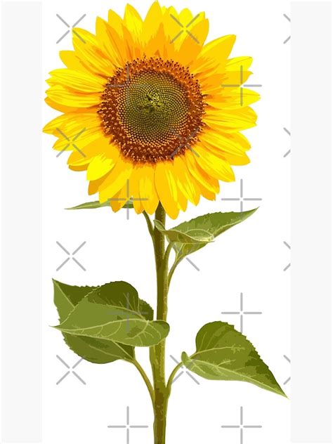 Sunflower Stem Photographic Print By Vectorvern Redbubble
