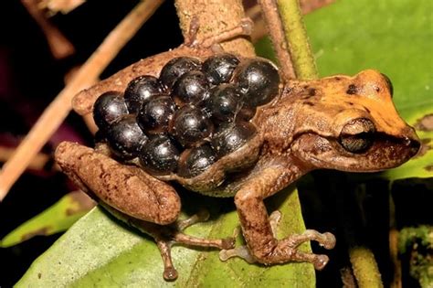 Making Babies Amphibians Known Reproductive Modes Jumps From From 39