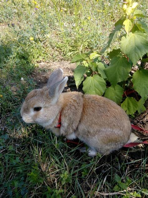 My Rabbit Stock Image Image Of Hare Rabbit Pets Nature 159632419