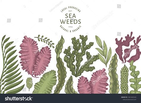 Seaweed Color Design Template Hand Drawn Stock Vector Royalty Free