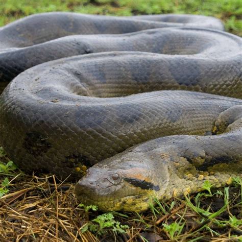 A Large Snake Is Laying On The Ground