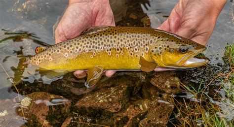 Brown Trout Fishing In Wales