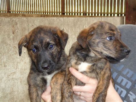 Place a free ad today! Collie rare Brindle welsh Sheepdog Puppies | Builth Wells ...