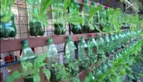 Berikut ini adalah cara menanam sawi hijau hidroponik: Inspirasi Menanam Sayur Di Botol Bekas, Paling Populer!