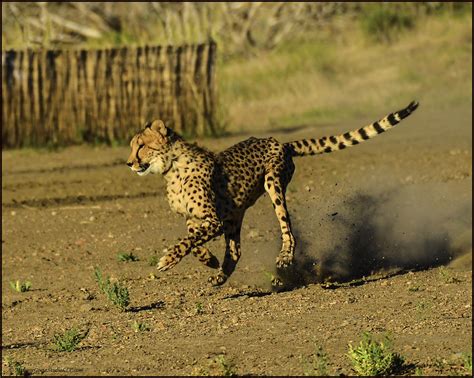 Cheetah On The Run Photograph By Leeann Mclanegoetz