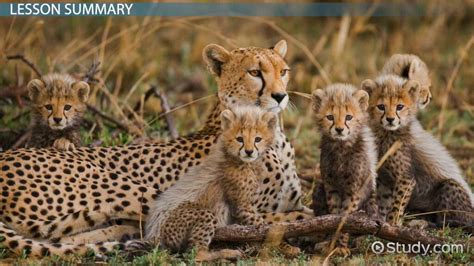 Cheetah Cub Facts Lesson For Kids Lesson