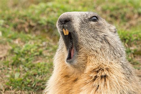 Top Groundhog Day Myths from 123Dentist