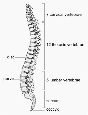 They make up the neck bones. Lumbar Spine: How Many Vertebrae In The Lumbar Spine
