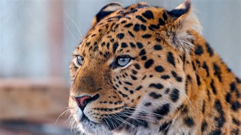 Cheetah Leopard Calm 4k Hd Wallpapers Hd Wallpapers Id