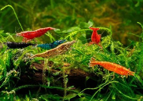 19 Popular Freshwater Shrimp Species In 2024 With Pictures Pet Keen