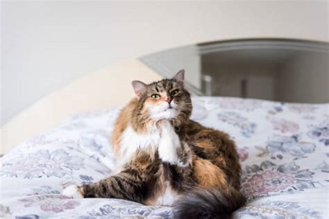 Norwegian Forest Cat Photos Stock Photos Pictures And Royalty Free