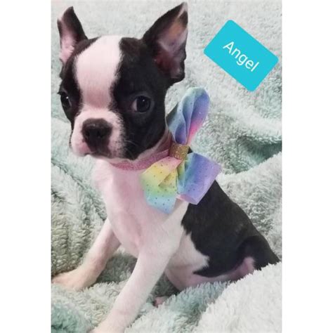 Find a boston terrier on gumtree, the #1 site for dogs & puppies for sale classifieds ads in the uk. 3 lovely AKC Boston Terrier female puppies in Worthington, Ohio - Puppies for Sale Near Me