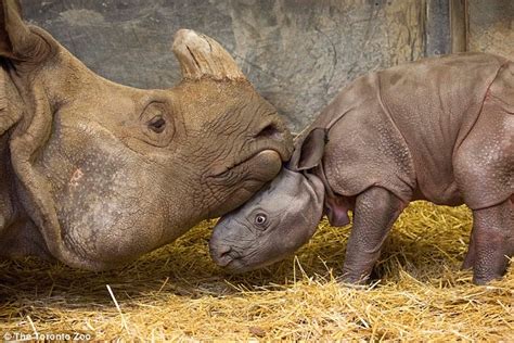Toronto Zoo Welcomes Baby Indian Rhino In The First Successful Birth In