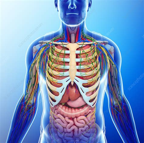 Human Chest Anatomy Illustration Stock Image F0132649 Science