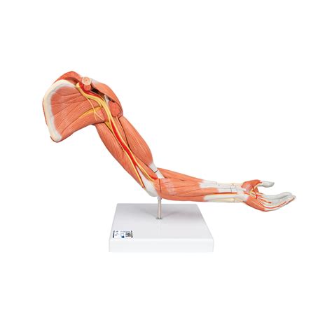 Anatomical Teaching Models Plastic Human Muscle Models Deluxe Arm