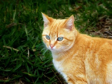 Red Cat With Blue Eyes Photo And Image Animals Cats Pets