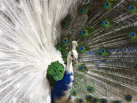 Albino Peacocks Are A Thing And Theyre Beautiful Favrify