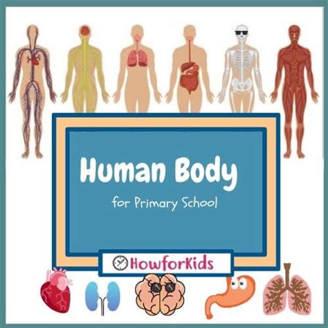 Human Body For Primary School Howforkids