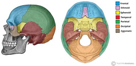 Sphenoid Bone Location Structure Function Teachmeanatomy