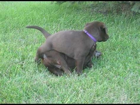 Well, how about two dogs? 5-week-old chocolate lab puppies wrestling - Too cute! - YouTube