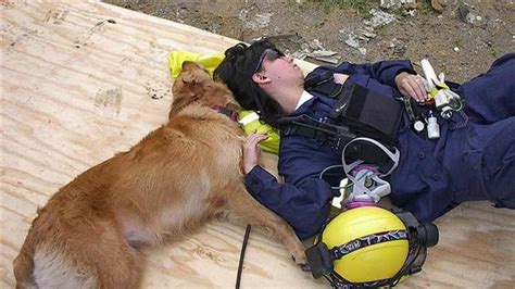 Bretagne Bretagne Last Surviving 911 Dog Has Died In Texas