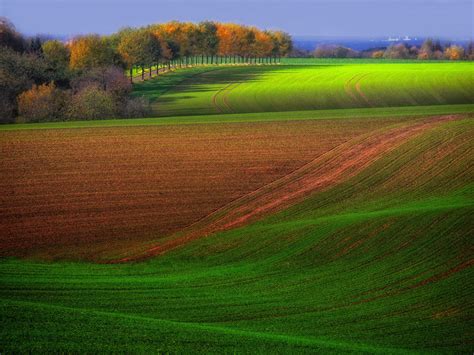 Trees Autumn Field Wallpapers Hd Desktop And Mobile Backgrounds