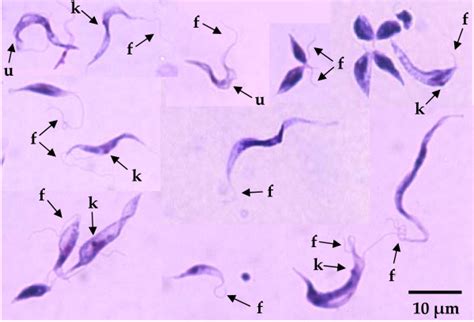 Trypanosoma Species Isolated From A Phlebotomine Sand Fly P Kazeruni Download Scientific